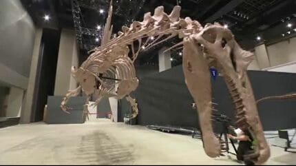 日本初公開！全長14メートル 「スピノサウルス」の標本を7月展示へ