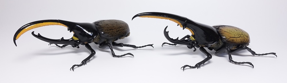 いきもの大図鑑アドバンス ヘラクレスオオカブト