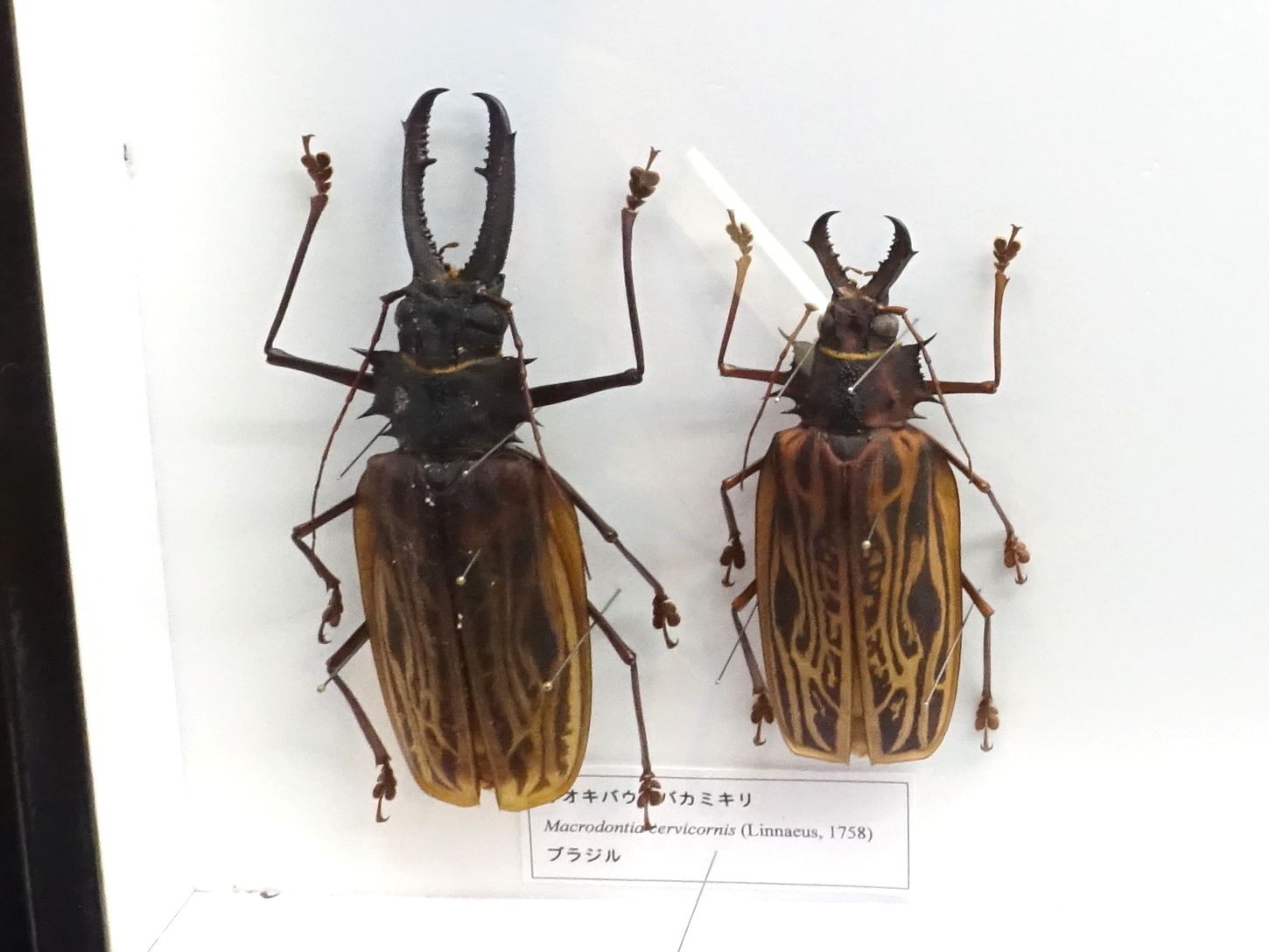 バンダイ いきもの大図鑑アドバンス オオキバウスバカミキリとハンミョウ