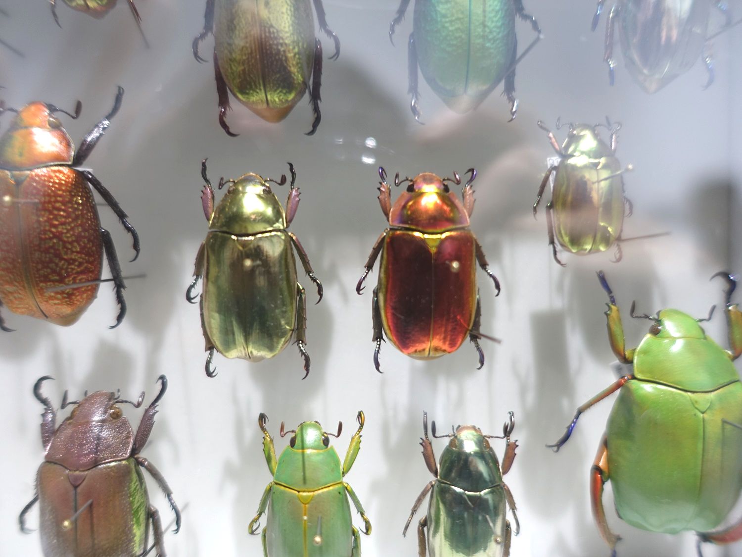 バンダイ いきもの大図鑑アドバンス プラチナコガネとニジイロクワガタ