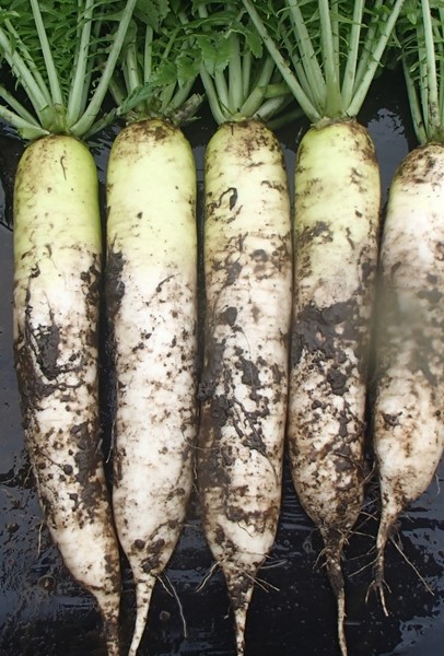 優良さくら大根 – 商品別育て方情報【ニチノウのタネ】