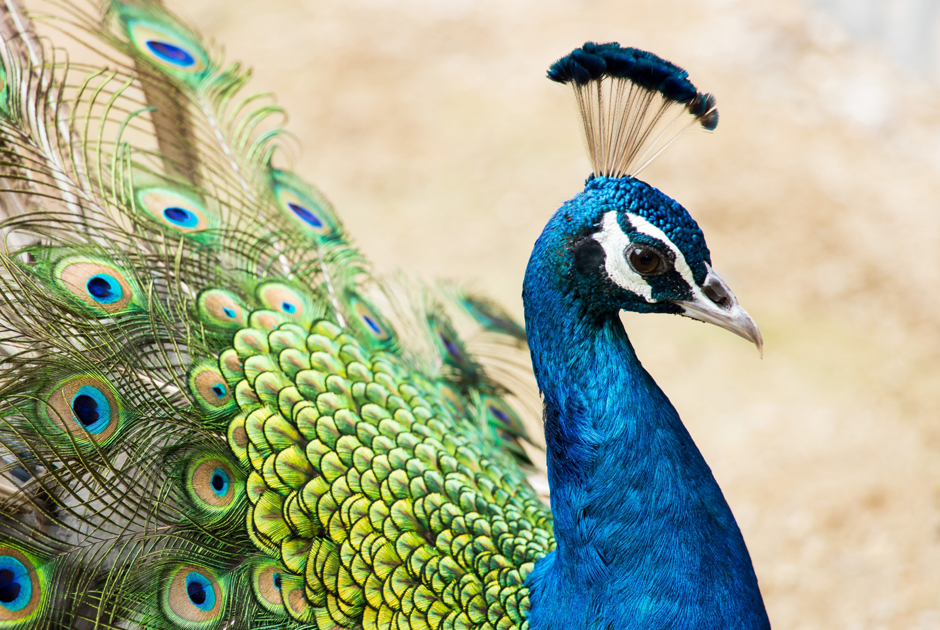 孔雀の羽根 ピーコックアイ | 花のギフト | 日本総合園芸