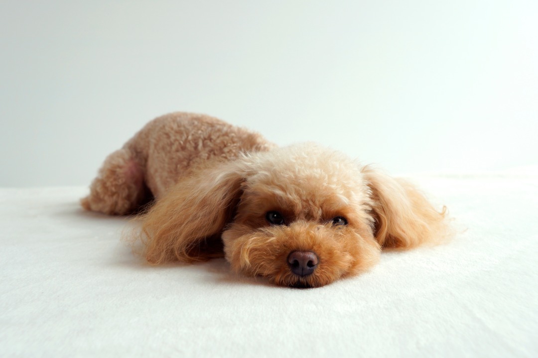 犬の僧帽弁閉鎖不全症について | にじいろアニマルクリニック｜立川駅