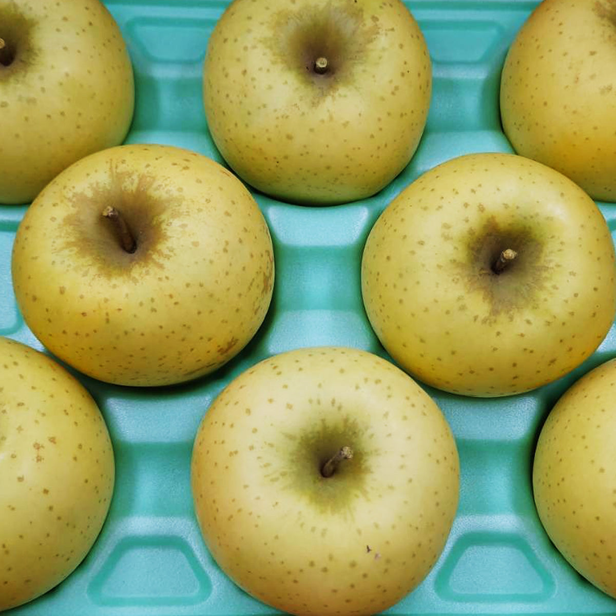 りんご 【まるもと農園】 家庭用 2.5kg 6～9個 長野県松川町 林檎 秋映