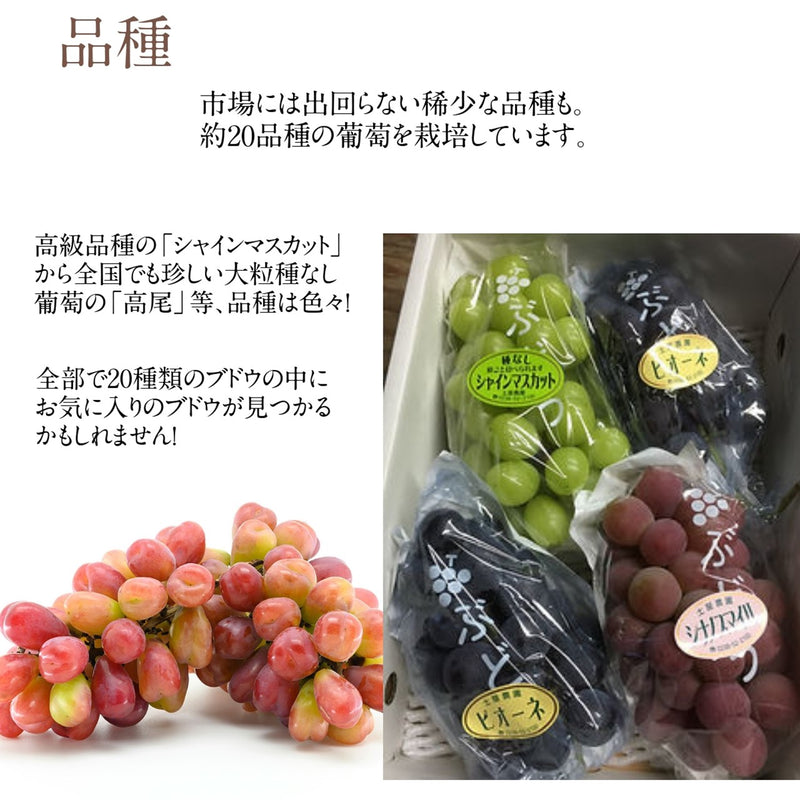 ぶどう 【土屋農園】 葡萄 詰め合わせ 約2kg 3～4房 シャイン