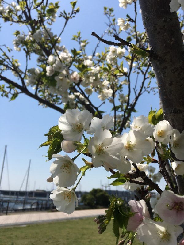 西宮ペディア] 笹部新太郎 – 西宮流 (にしのみやスタイル)