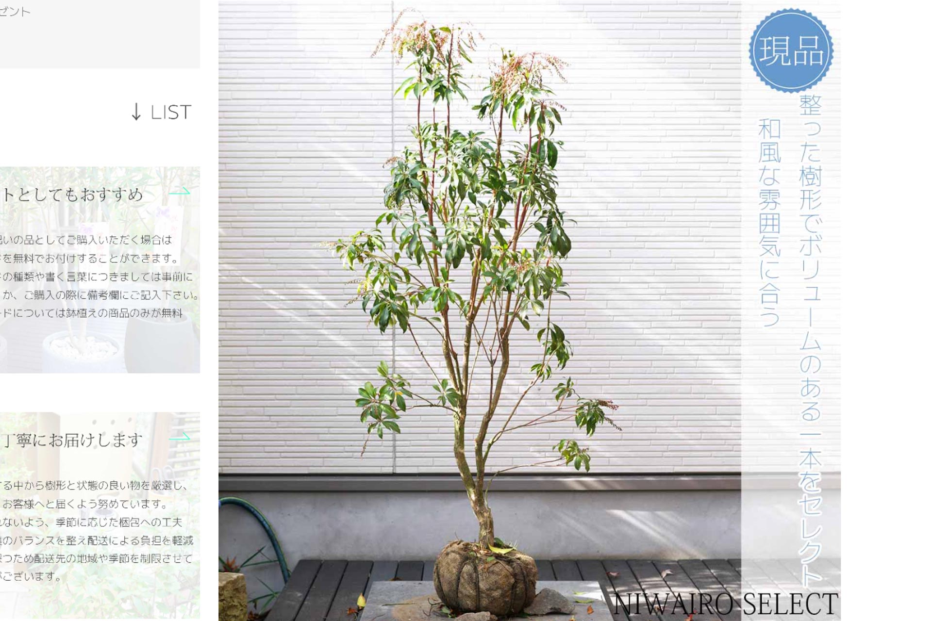 スタッフブログ 発送作業13 アセビ - にわいろSELECT