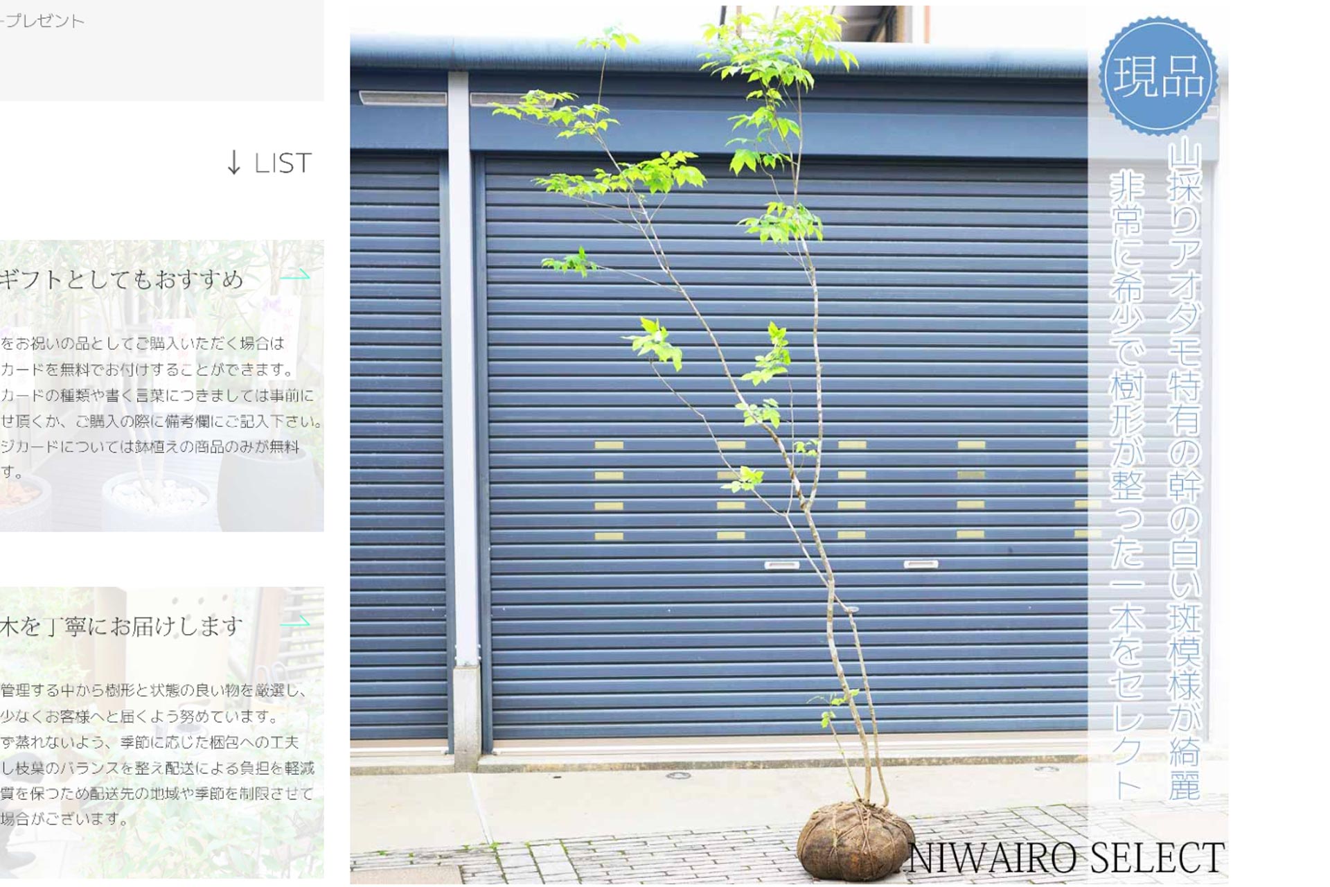 スタッフブログ 発送作業16 山採りアオダモ - にわいろSELECT