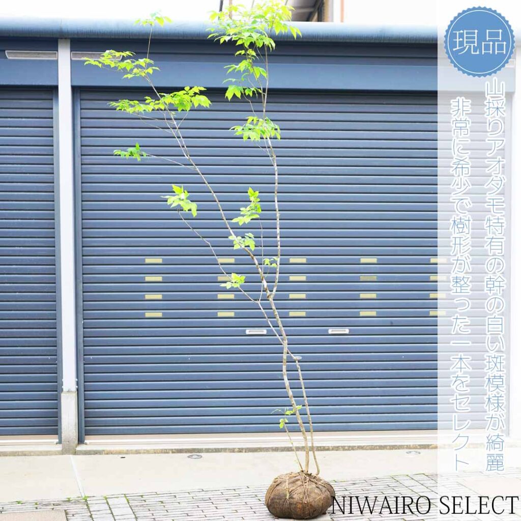 スタッフブログ 発送作業16 山採りアオダモ - にわいろSELECT