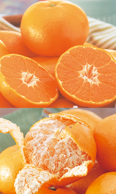 極早生みかん約3kg-小粒っ子 | のま果樹園