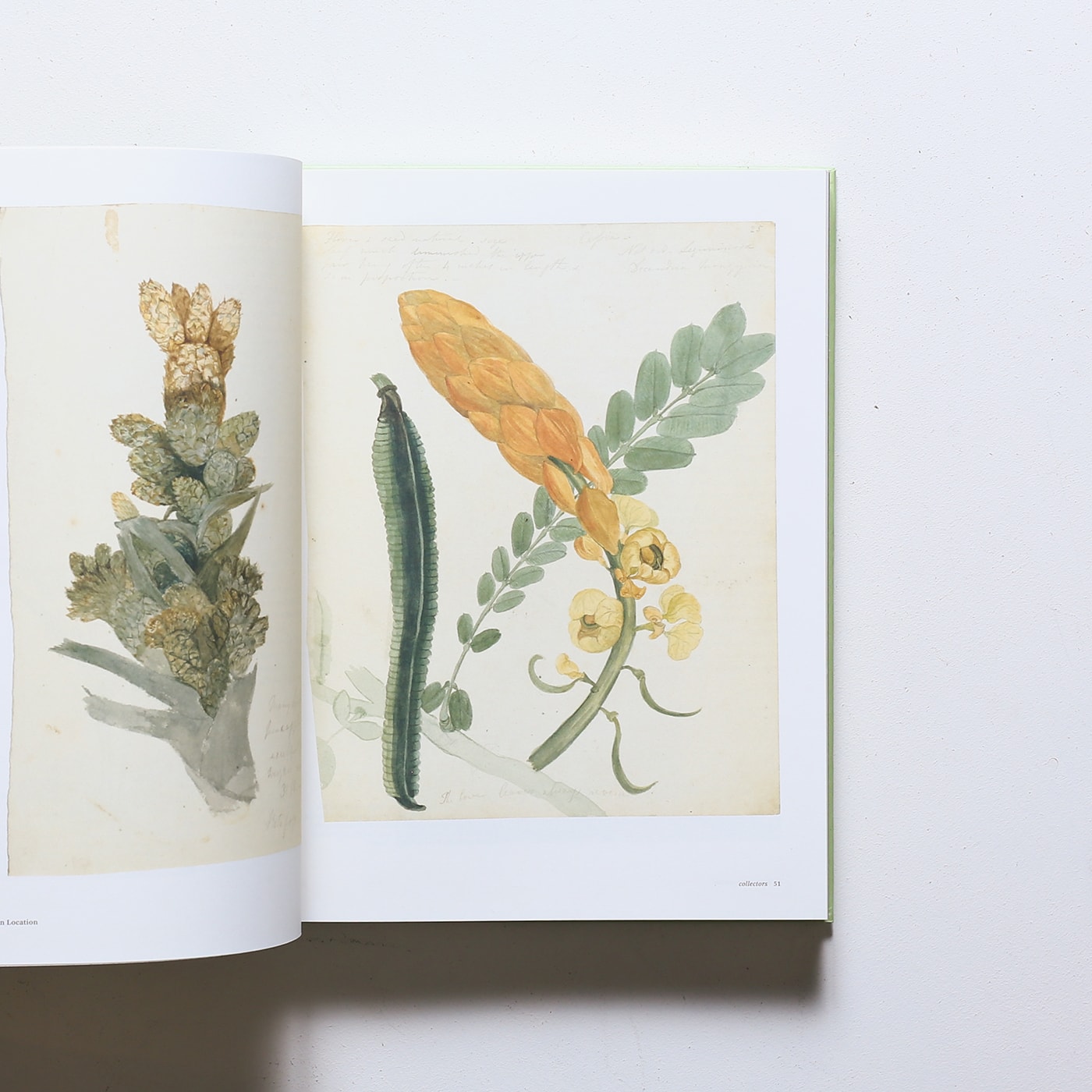 Botanical Sketchbooks | Helen Bynum、William Bynum | nostos books