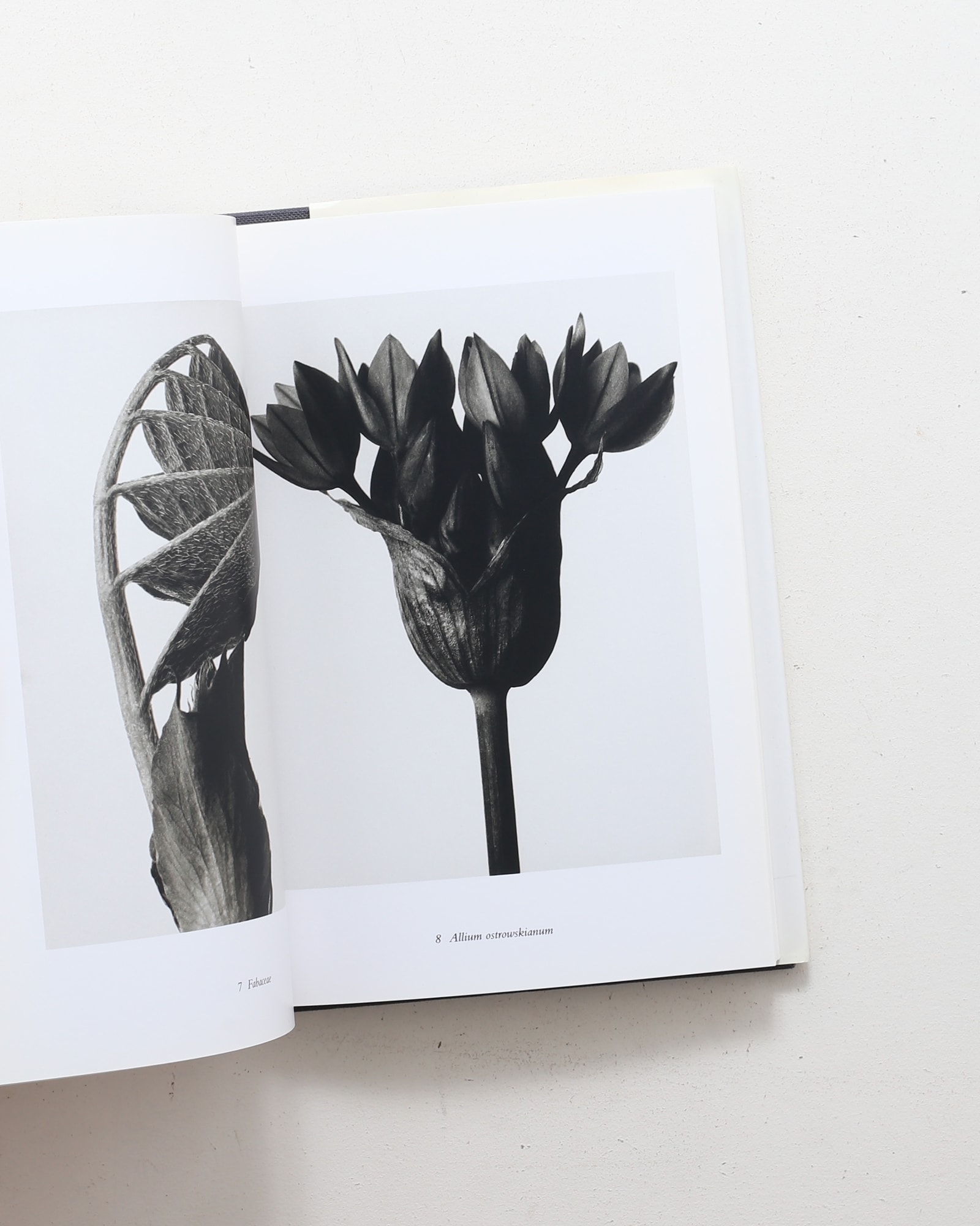 Karl Blossfeldt: The Alphabet of Plants | カール・ブロスフェルト