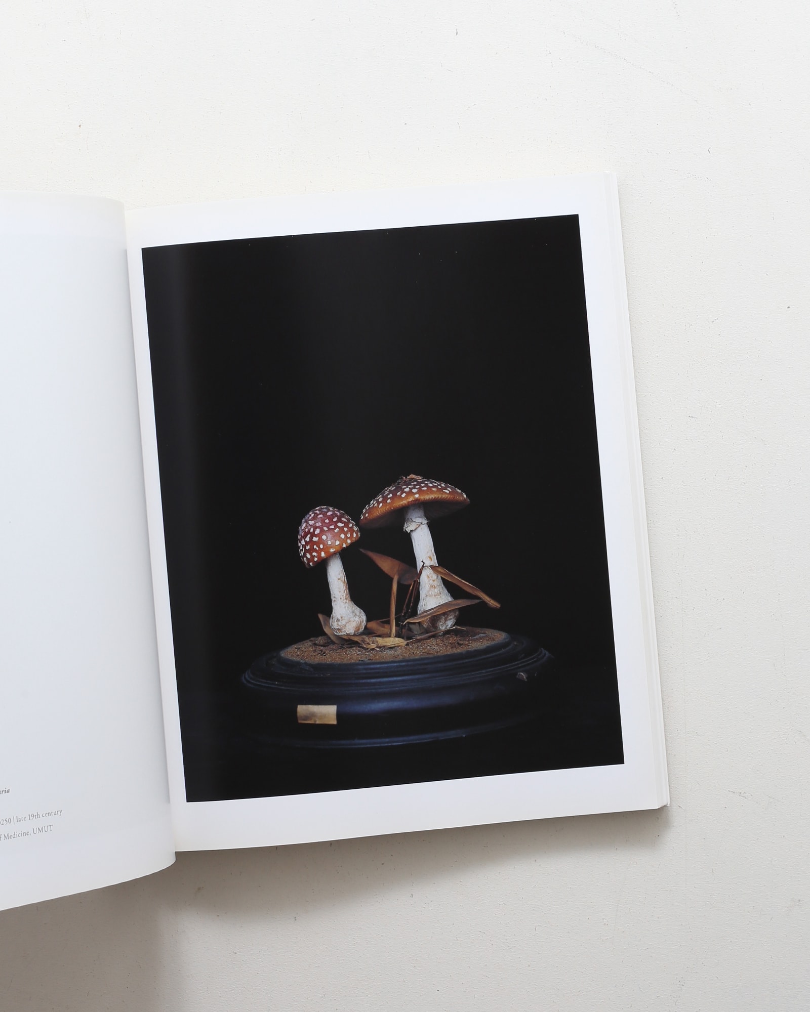 Chamber of Curiosities 東京大学コレクション | 上田義彦、西野嘉章