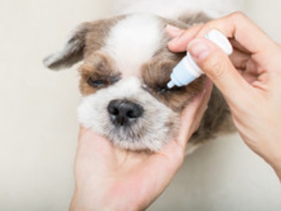 眼科 | ノヤ動物病院｜埼玉県・日高市・狭山市・入間市・川越市