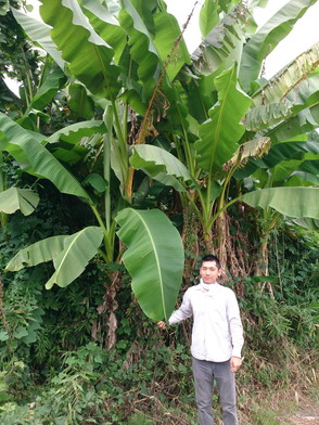 河内長野市の中谷農園紹介ブログ！ ｜ 農業ドットコム