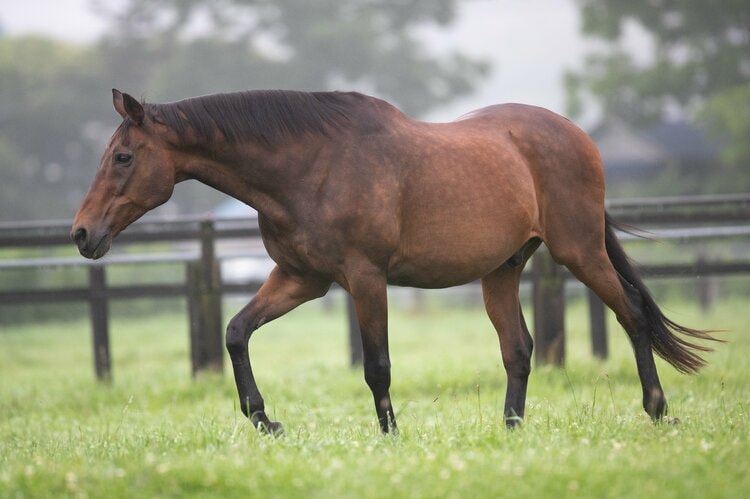 有馬記念で3年連続3着”ナイスネイチャ33歳がふるさとで過ごす幸せな