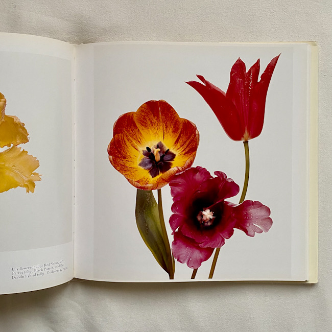 おうち時間はアーヴィング・ペンの写真集『フラワーズ』と | Numero TOKYO