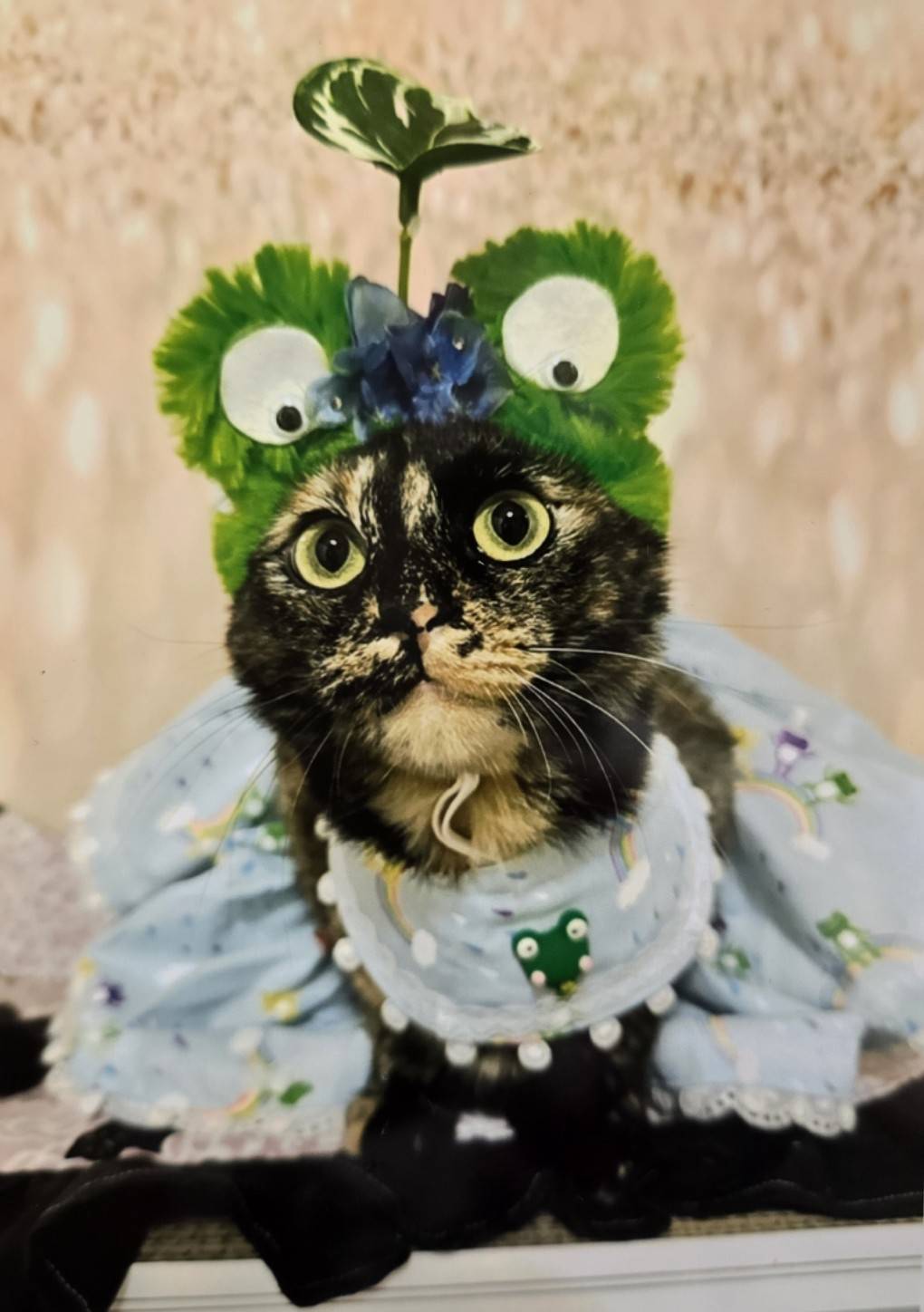 にゃんだらけ公式サイト