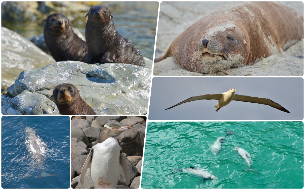 野生動物めぐりの旅をするならニュージーランド南島東海岸へ