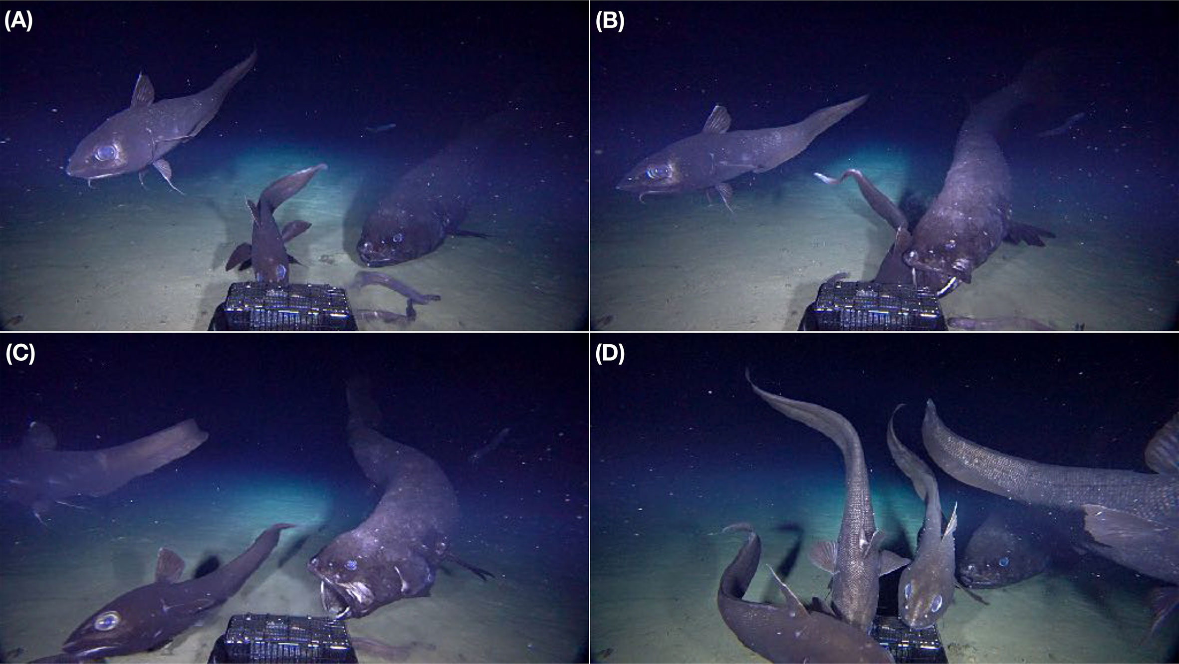 Predator of the Deep: the Yokozuna Slickhead – oceanbites