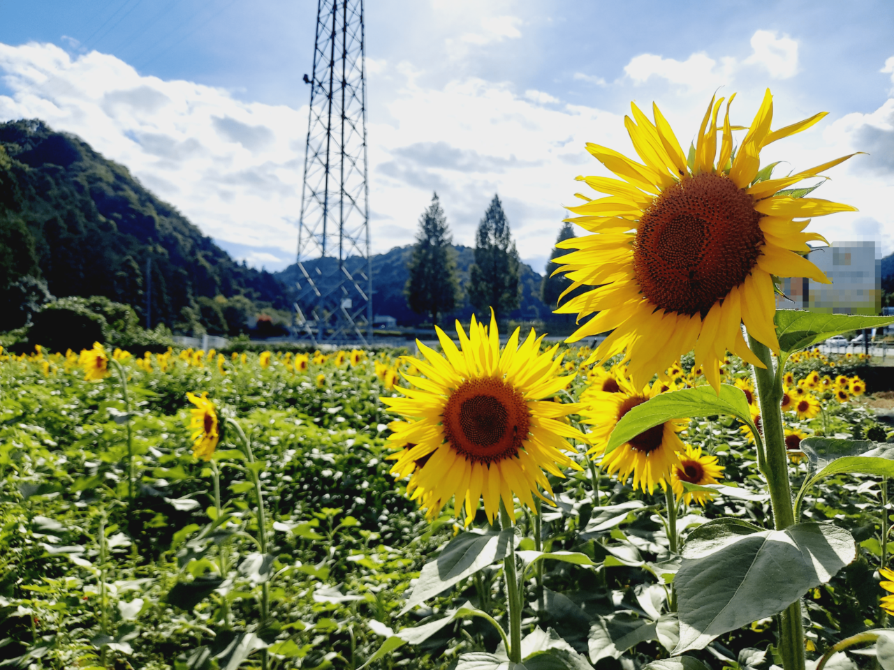 池田町】片山のひまわり畑が登場！眩しいくらいに鮮やかな黄色の風景が