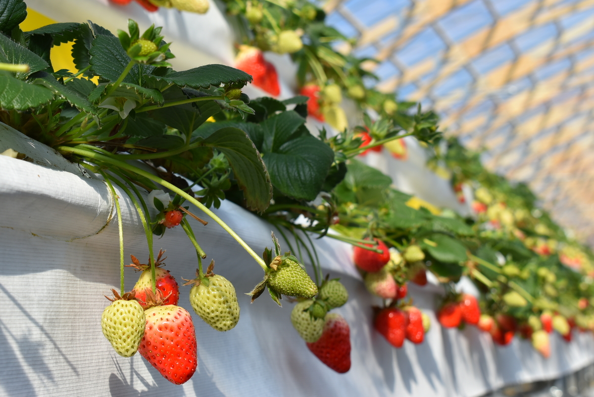 株式会社リアスターファーム | 大船渡情報総合サイト 大船渡ポータル