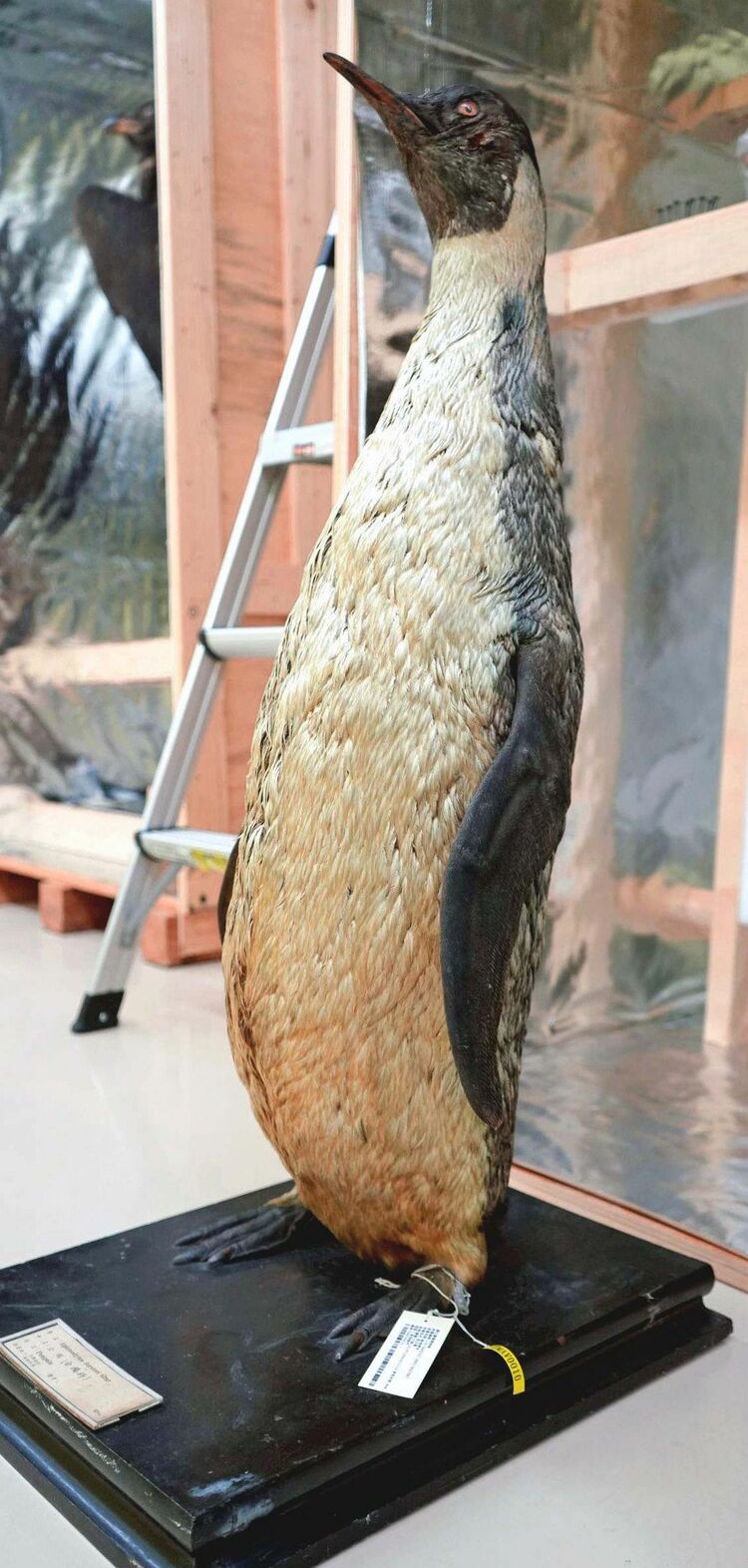 白瀬隊のペンギン 台湾に 国立博物館 日本初の南極探検隊 1912年に