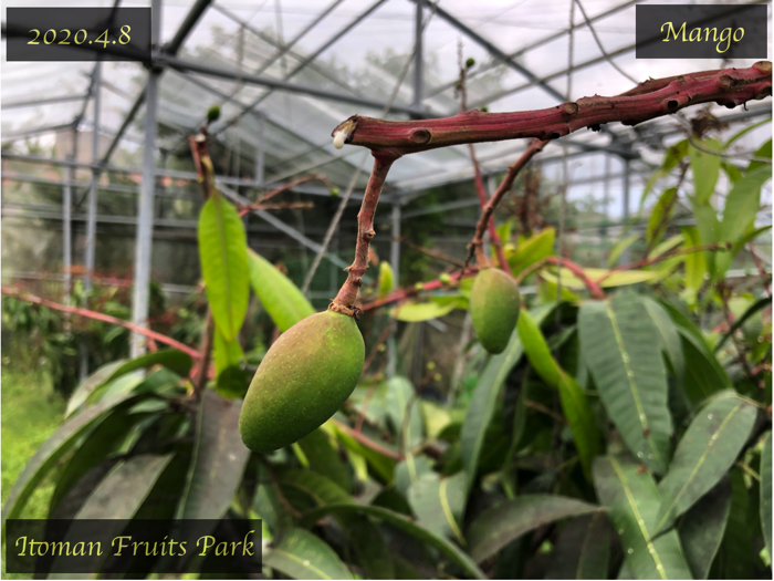 マンゴー栽培6】マンゴーの摘果のメリットと，間引く果実を選ぶ基準