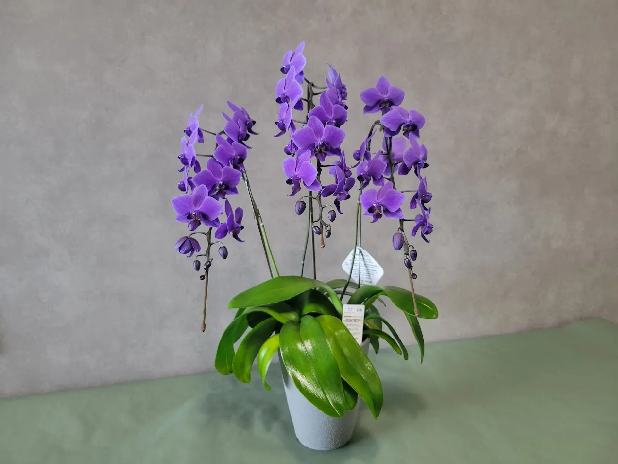 胡蝶蘭 -ブルージーン- | Blog | お花の仕入れならOHANAec