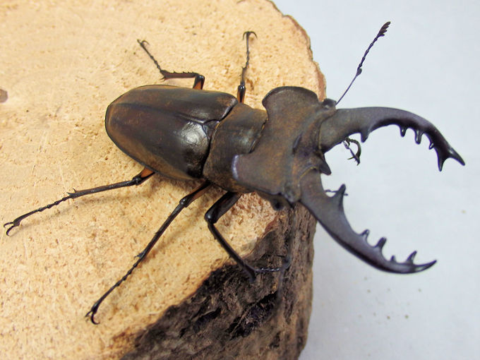 ミヤマクワガタの特大サイズ | オオクワ京都昆虫館