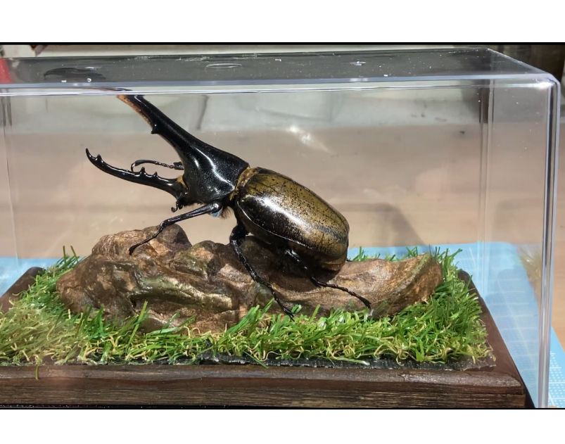 深型ケース＋造形流木R-01の組み合わせによるパターンQジオラマ標本