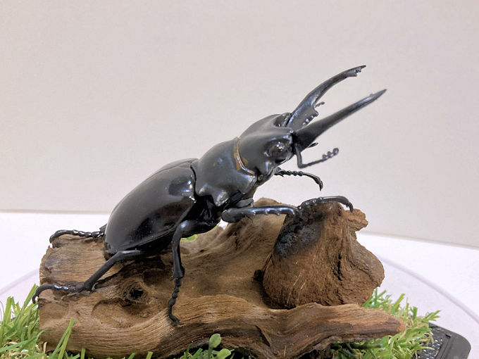 昆虫標本 | オオクワ京都昆虫館 クワガタ カブトムシ 昆虫標本 昆虫