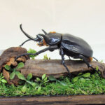 マルスゾウカブト♂118（レプリカ標本） | オオクワ京都昆虫館