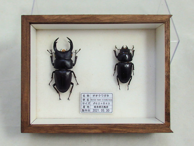 オオクワガタ♂62＋♀43（クワガタ標本） | オオクワ京都昆虫館