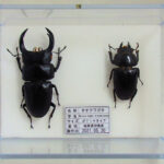 オオクワガタ♂76＋♀46（クワガタ標本） | オオクワ京都昆虫館