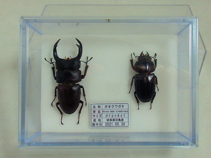 標本製作依頼パターンL | オオクワ京都昆虫館