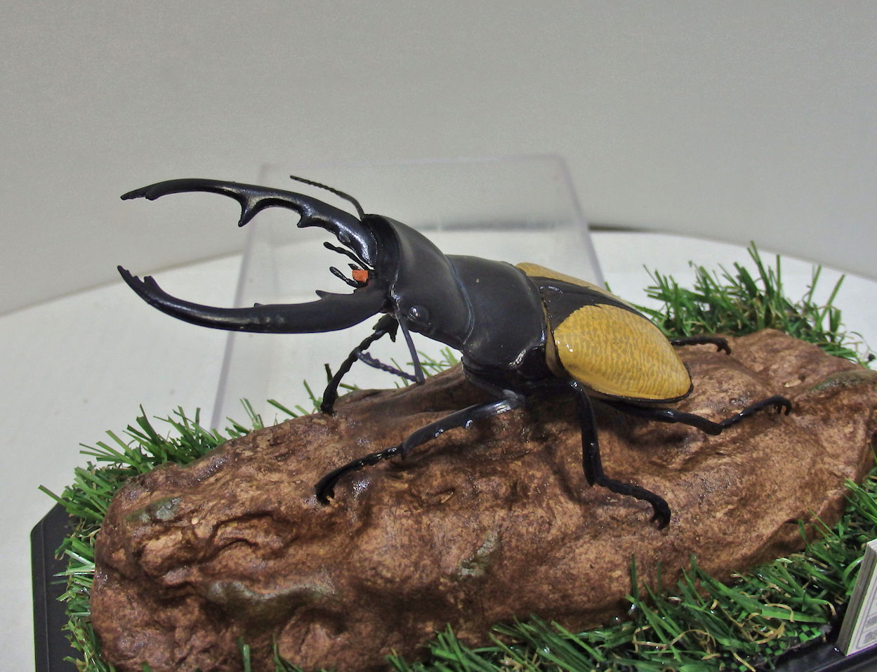 ブルマイスターツヤクワガタ♂92mmレプリカ標本 | オオクワ京都昆虫館