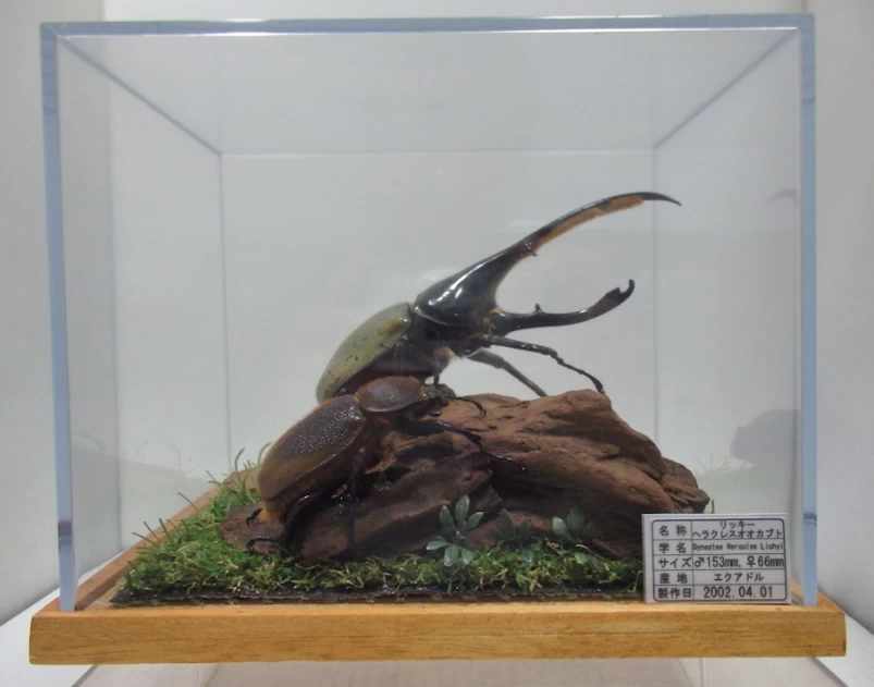 リッキーヘラクレスオオカブト♂153mm,♀64mm ジオラマ標本 | オオクワ