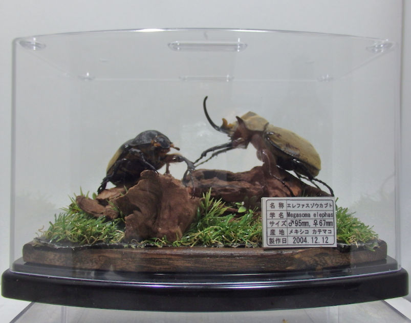 エレファスゾウカブト♂95mm,♀67mm ジオラマ標本 | オオクワ京都昆虫