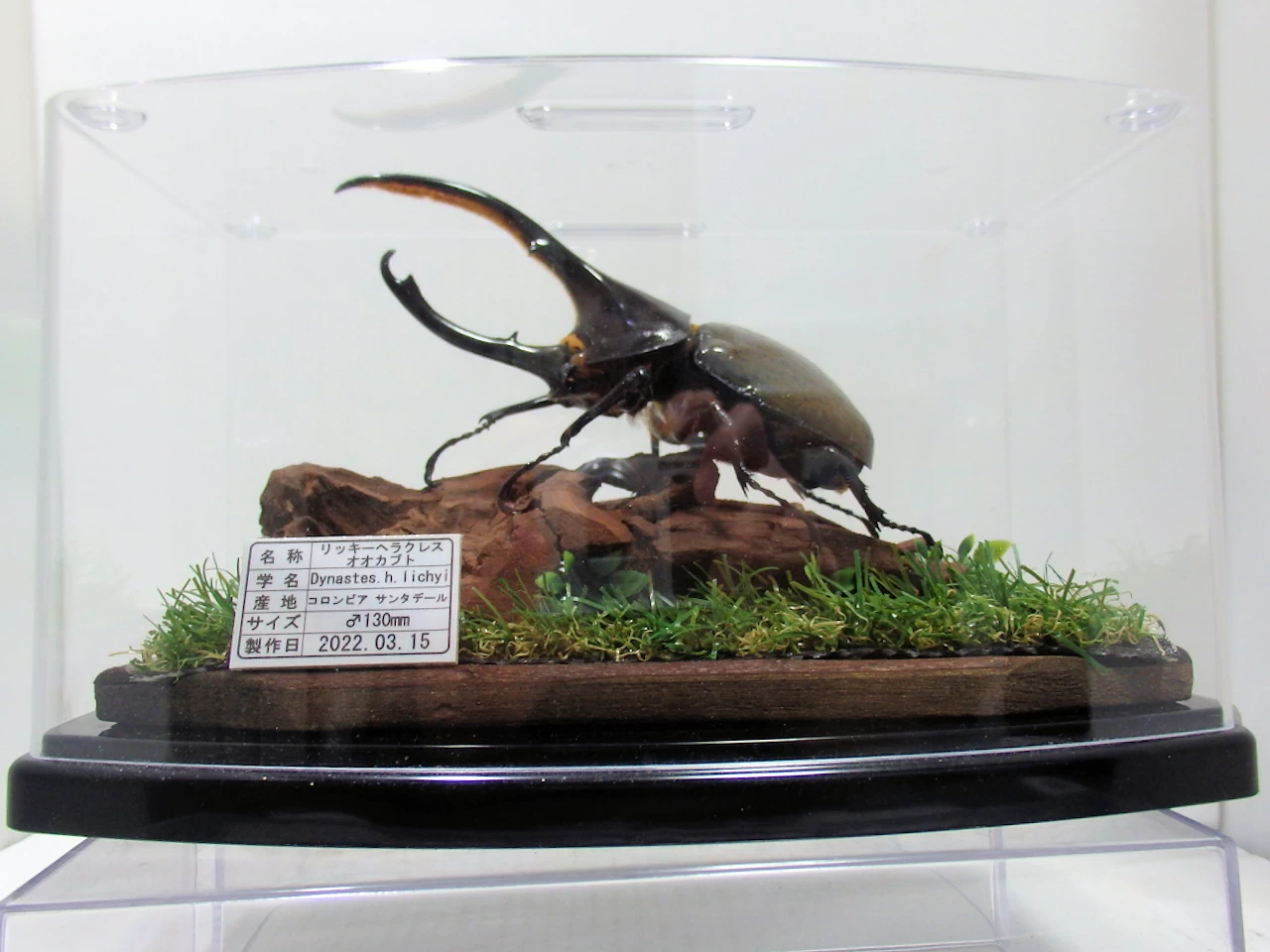 リッキーヘラクレスオオカブト♂130mm ジオラマ標本 | オオクワ京都