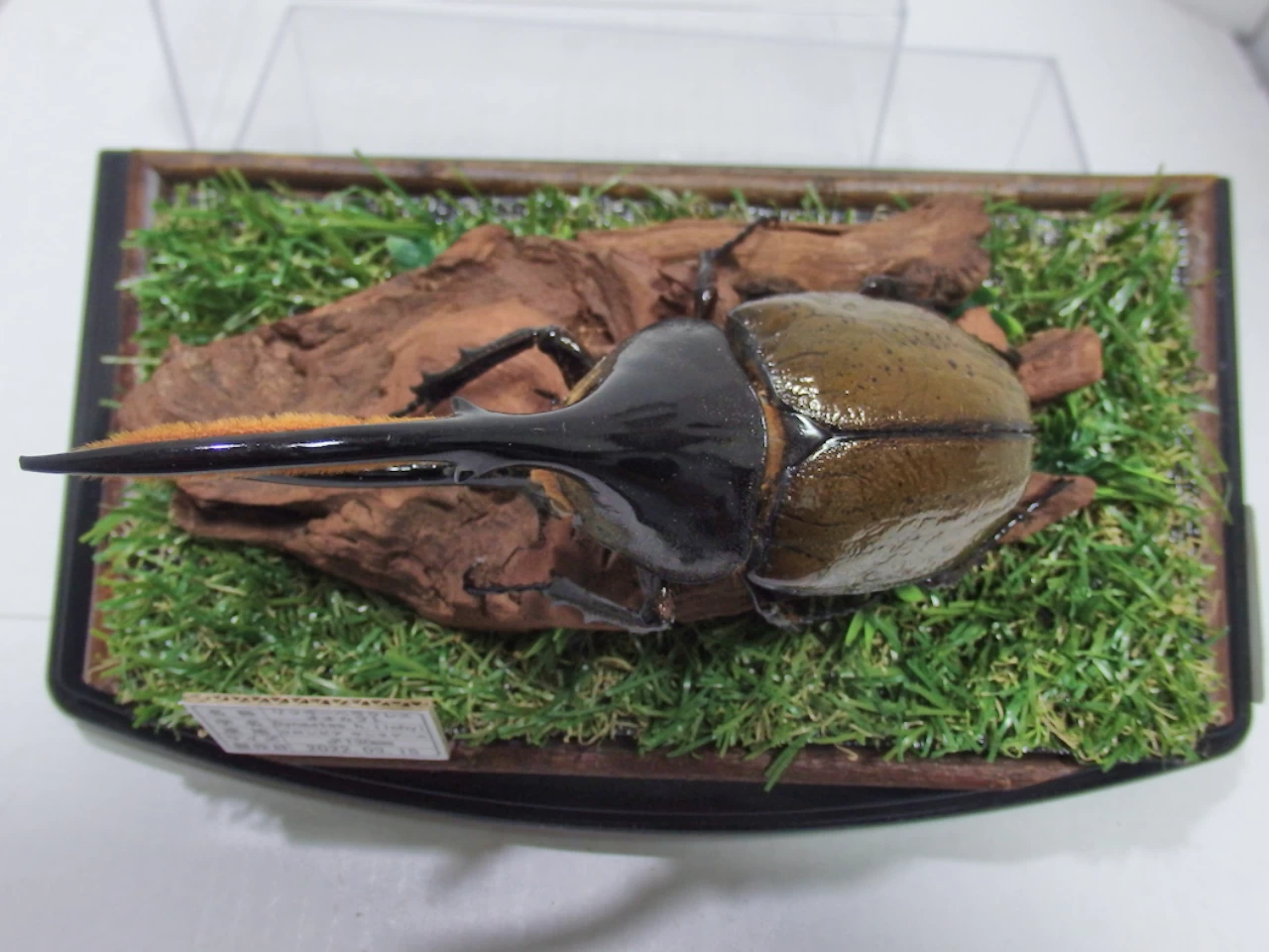 リッキーヘラクレスオオカブト♂130mm ジオラマ標本 | オオクワ京都