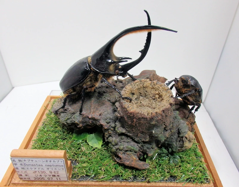 ネプチューンオオカブト♂130mm,♀62mm ジオラマ標本 | オオクワ京都
