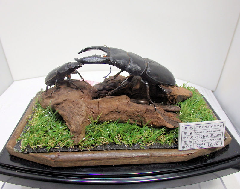 スマトラオオヒラタクワガタ♂101mm,♀53mm ジオラマ標本 | オオクワ