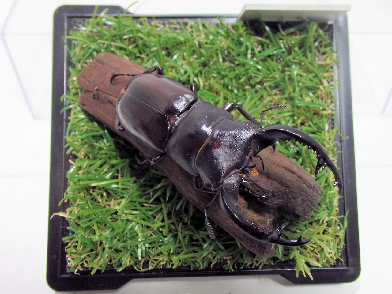 か*が様 ウエストウッドオオシカクワガタとフォルスターフタマタ〔ニシ