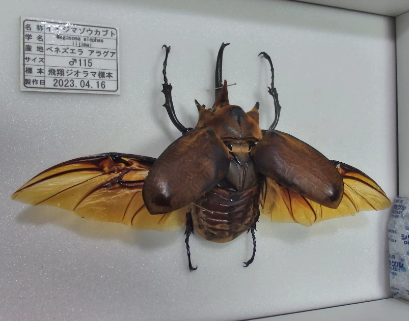 イイジマゾウカブト♂115mm 飛翔標本 | オオクワ京都昆虫館 レンタル