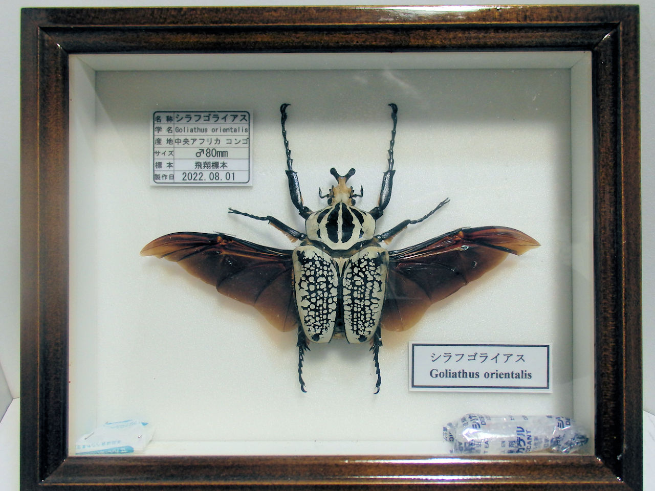 ドイツ標本箱（小）各種平面標本 5点セット（10） | オオクワ京都昆虫