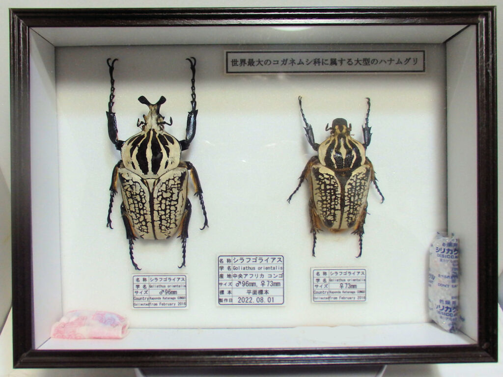 平面標本 20種、4つのパターンで構成したお得なレンタルセット