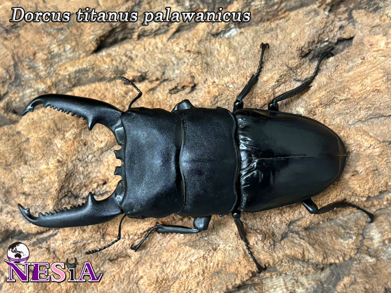NESiA ONLINE SHOP / 【成虫ペア】大型極太血統『Palawan111