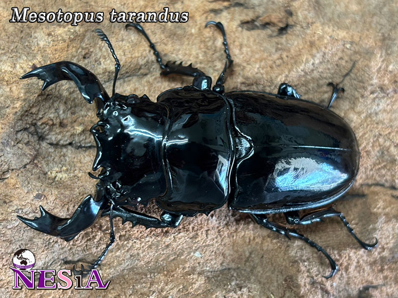 NESiA ONLINE SHOP / 【成虫ペア】タランドゥスオオツヤクワガタ
