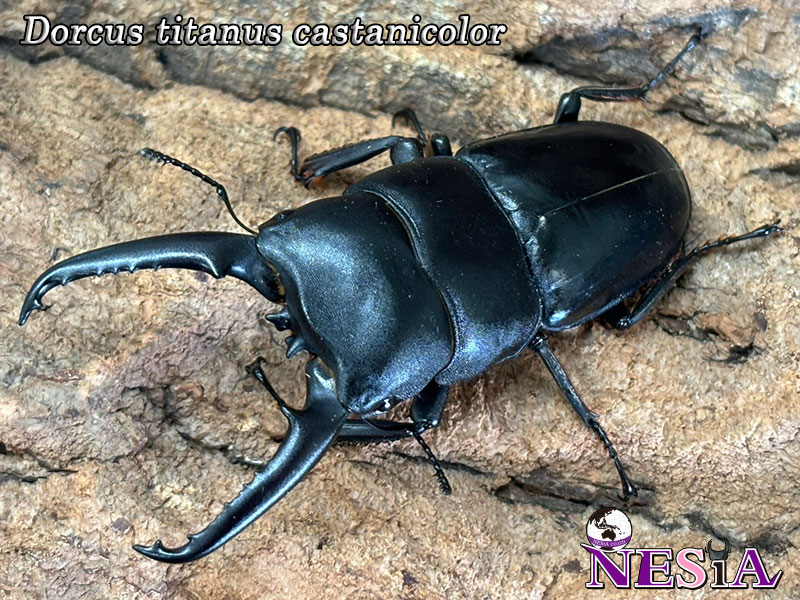 NESiA ONLINE SHOP / 【成虫ペア】ツシマヒラタクワガタ【長崎県：対馬